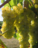 Viognier